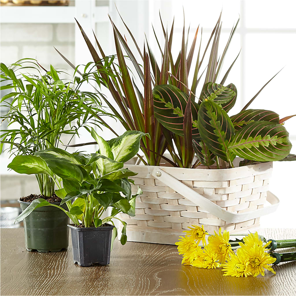 Florist Designed Blooming and Green Plants in a Basket – Ruiz Creationz Llc, Miami FL
