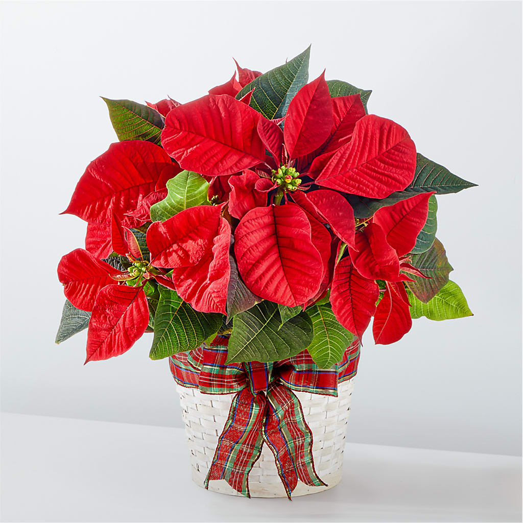 Happiest Holidays Poinsettia – Ruiz Creationz Llc, Miami FL