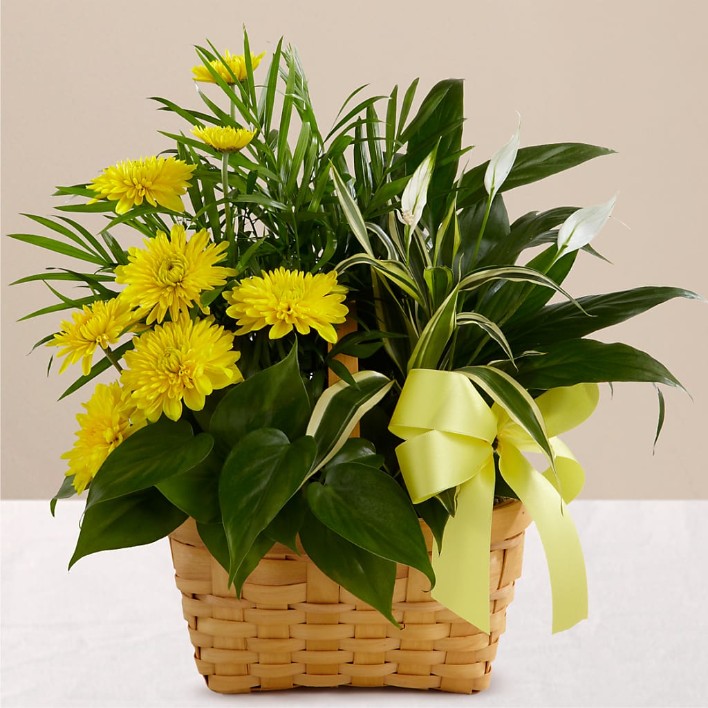 Loving Light Dishgarden – Ruiz Creationz Llc, Miami FL