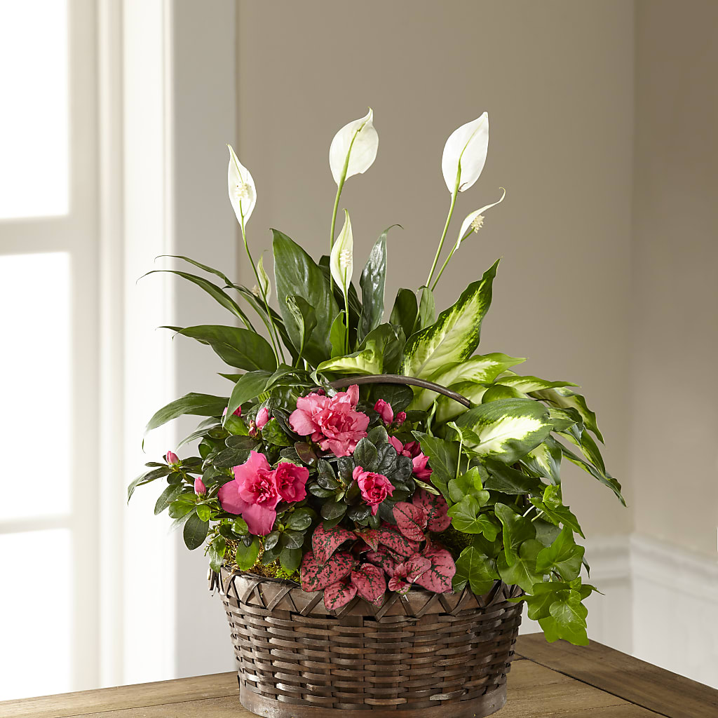 Dream in Pink Dishgarden – Ruiz Creationz Llc, Miami FL