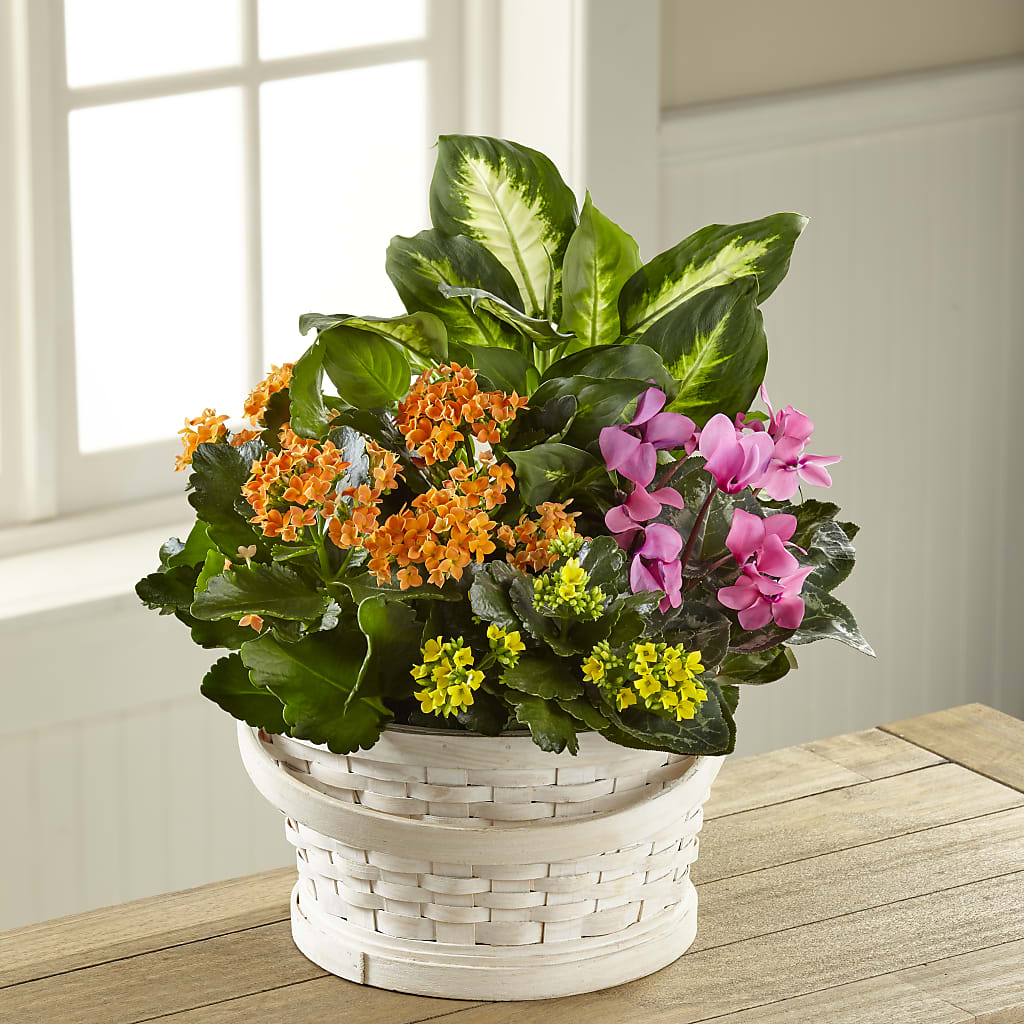 Color Crush Dishgarden – Ruiz Creationz Llc, Miami FL