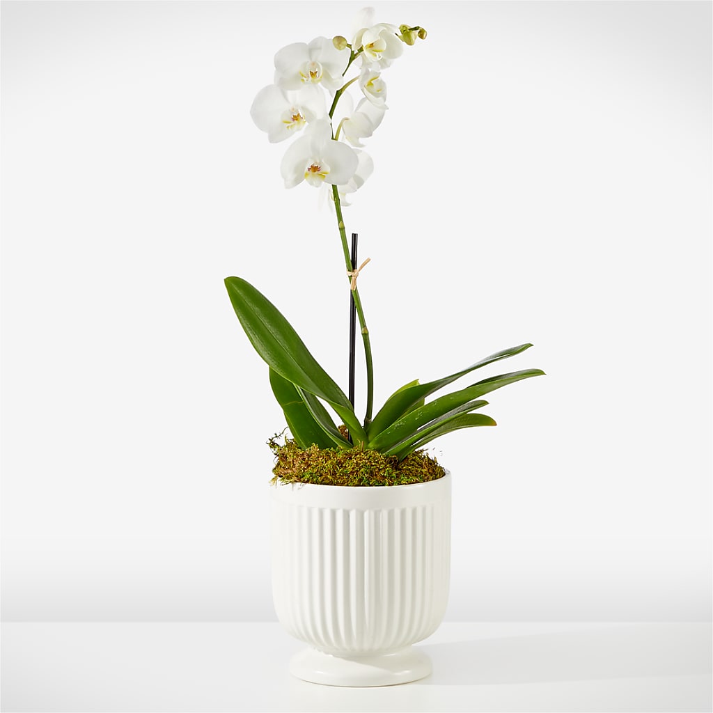 Whispering White Orchid – Ruiz Creationz Llc, Miami FL