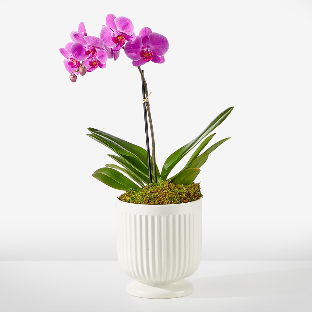 Friendly Fuchsia Orchid – Ruiz Creationz Llc, Miami FL