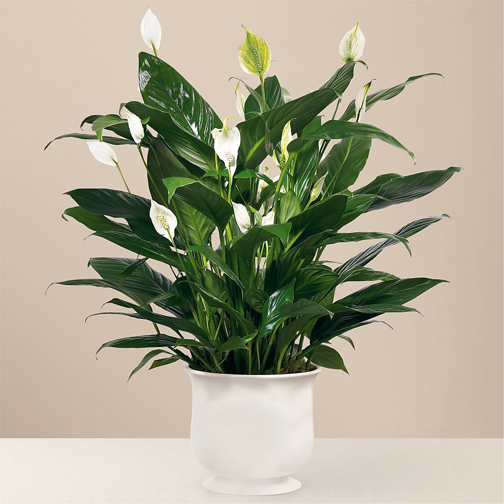 Comfort Planter – Ruiz Creationz Llc, Miami FL