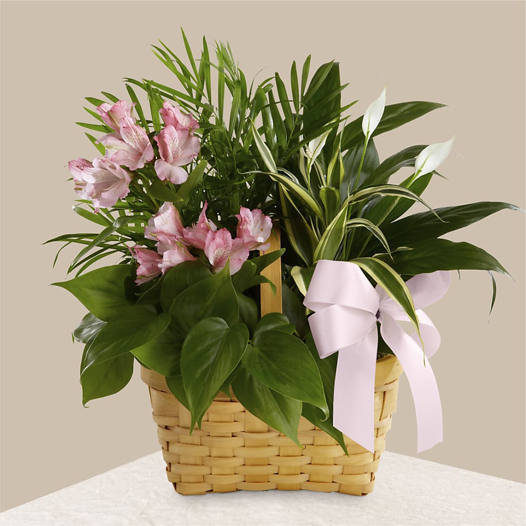 Living Spirit Dishgarden – Ruiz Creationz Llc, Miami FL