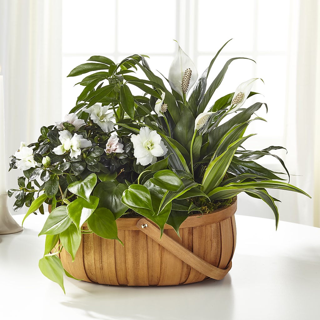 Serene Dishgarden – Ruiz Creationz Llc, Miami FL