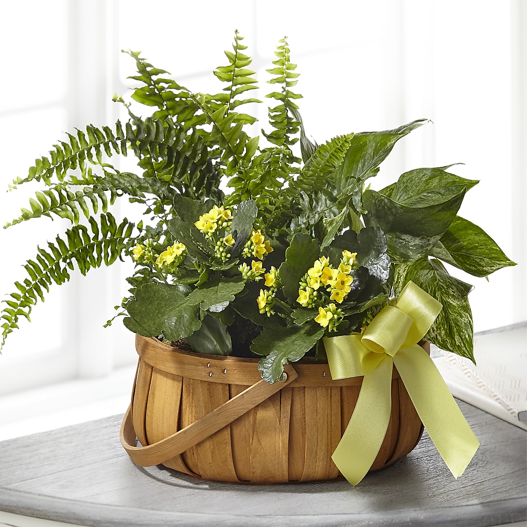 Always Dear Dishgarden – Ruiz Creationz Llc, Miami FL