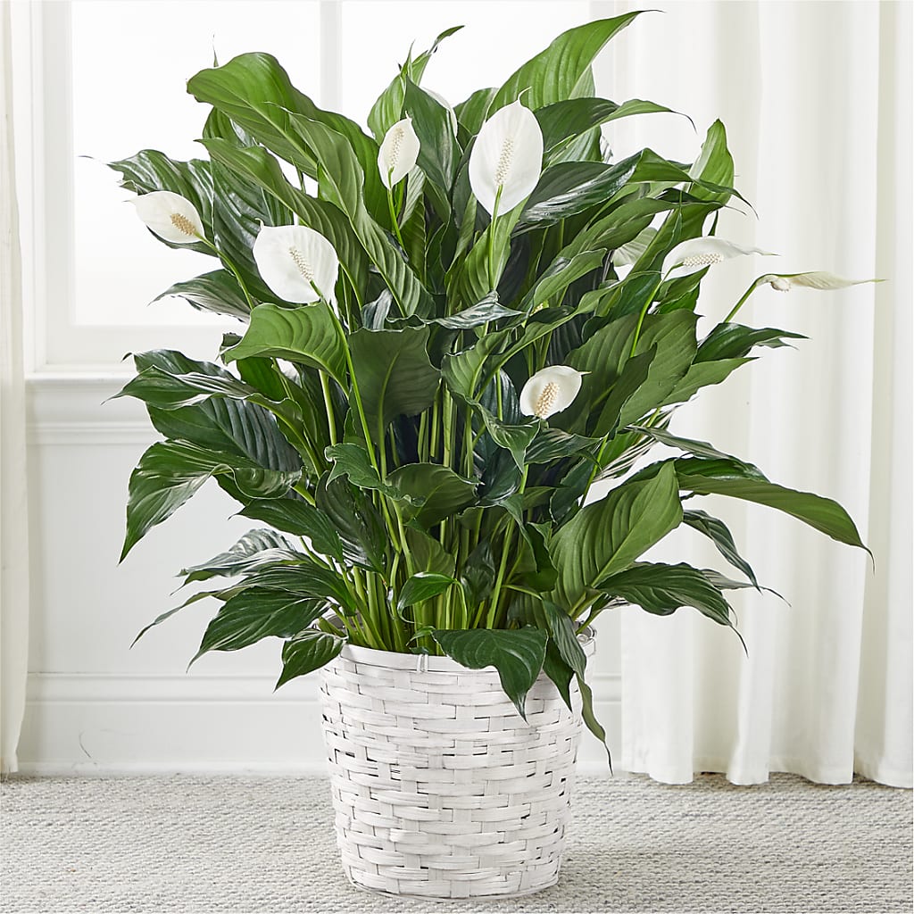 A New Leaf Peace Lily – Ruiz Creationz Llc, Miami FL