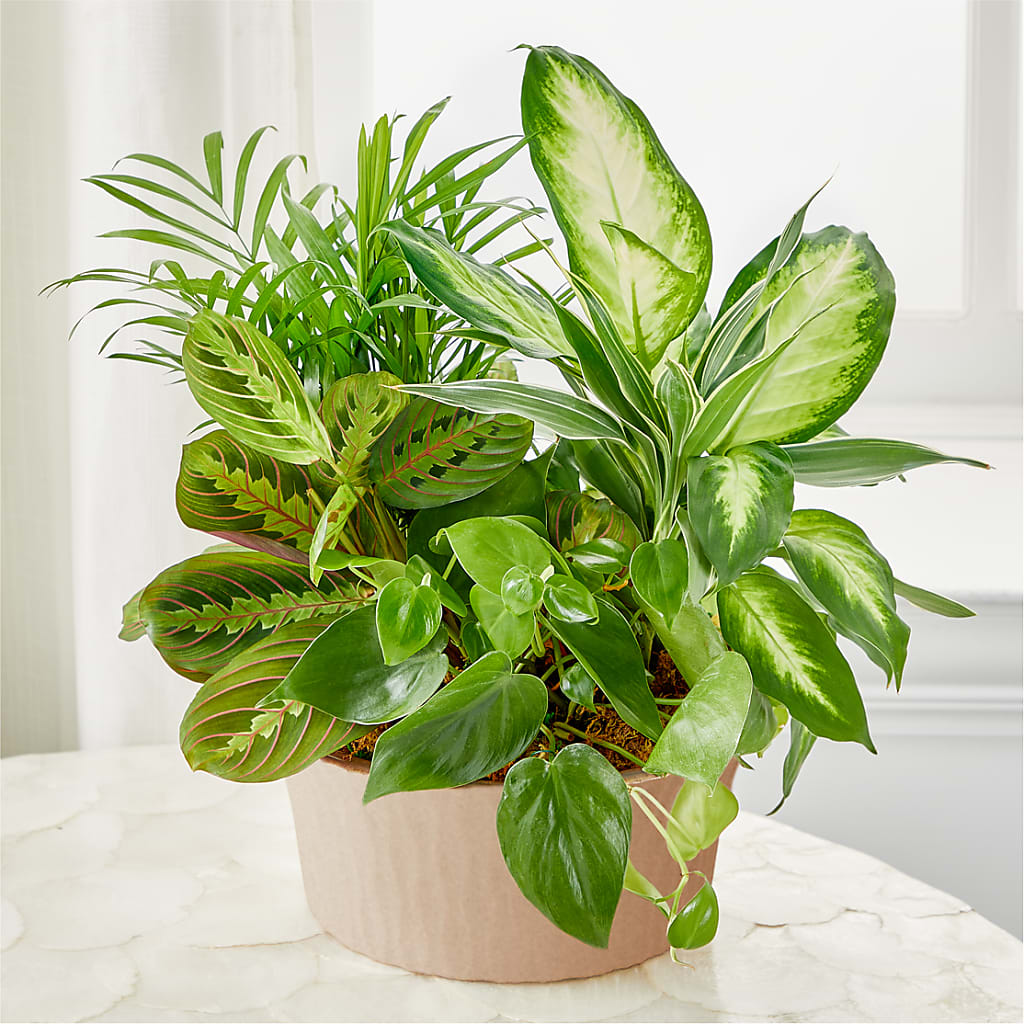 Balance & Harmony Dishgarden – Ruiz Creationz Llc, Miami FL