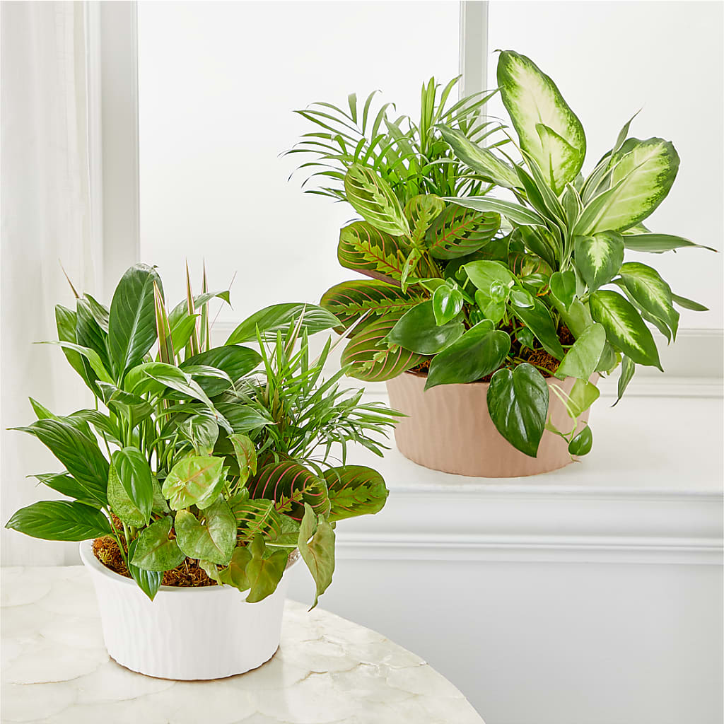 Balance & Harmony Dishgarden – Ruiz Creationz Llc, Miami FL