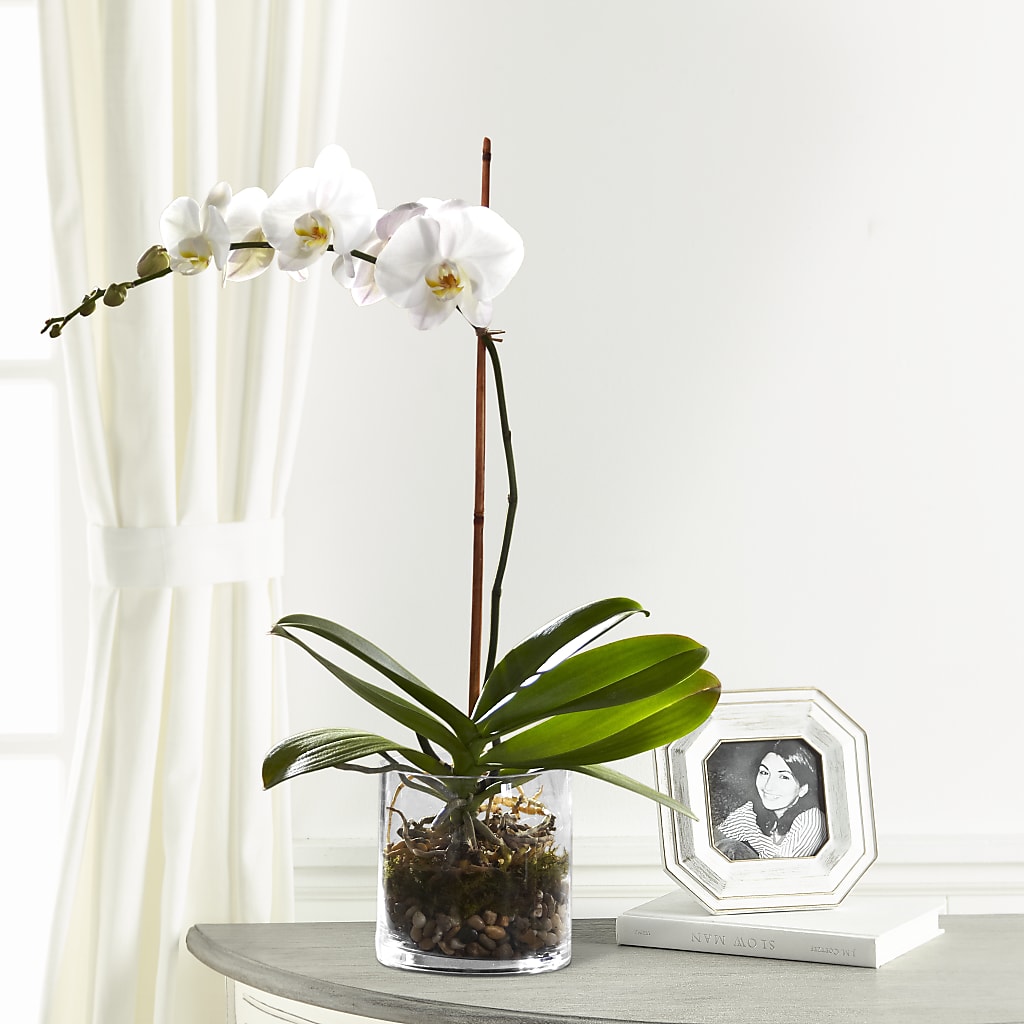 White Orchid Planter – Ruiz Creationz Llc, Miami FL