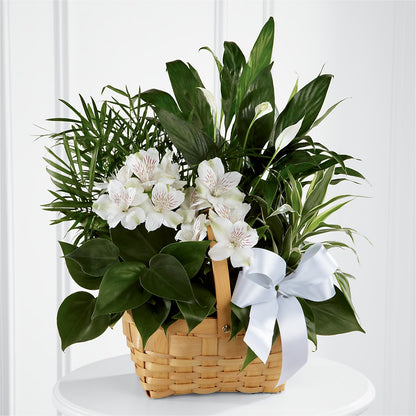 Peace & Serenity Dishgarden –  Ruiz Creationz Llc, Miami FL