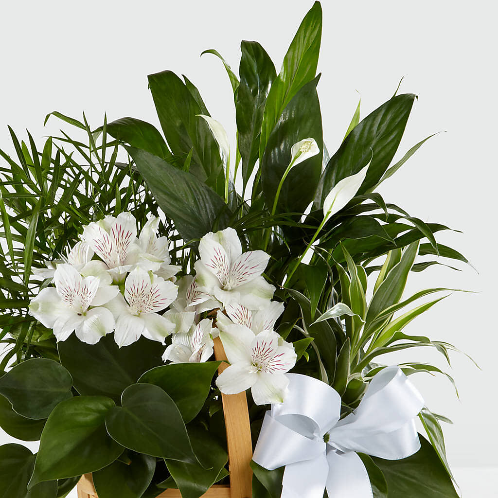 Peace & Serenity Dishgarden –  Ruiz Creationz Llc, Miami FL
