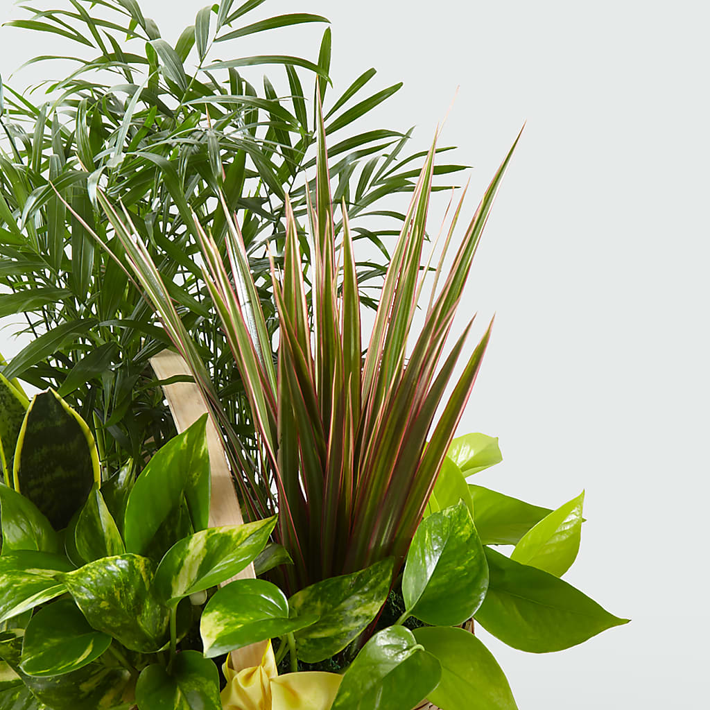French Garden –  Ruiz Creationz Llc, Miami FL