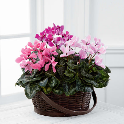 Mixed Cyclamen Planter –  Ruiz Creationz Llc, Miami FL