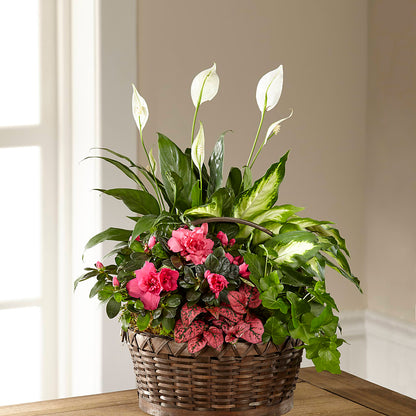 Dream in Pink Dishgarden –  Ruiz Creationz Llc, Miami FL