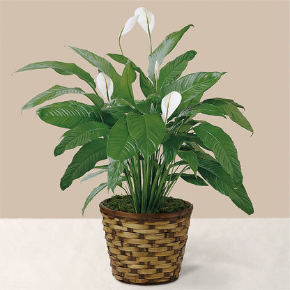 Tranquil Moments Peace Lily Plant –  Ruiz Creationz Llc, Miami FL