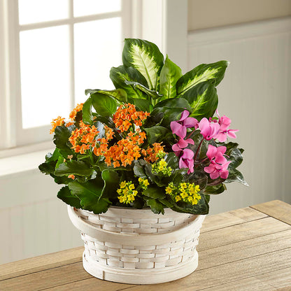 Color Crush Dishgarden –  Ruiz Creationz Llc, Miami FL