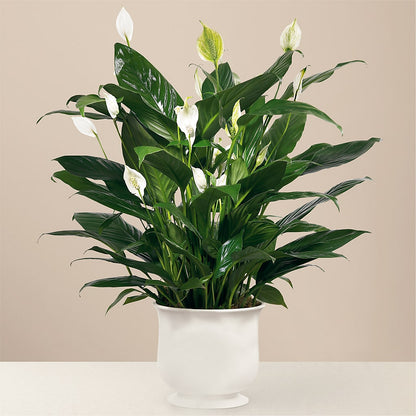 Comfort Planter –  Ruiz Creationz Llc, Miami FL
