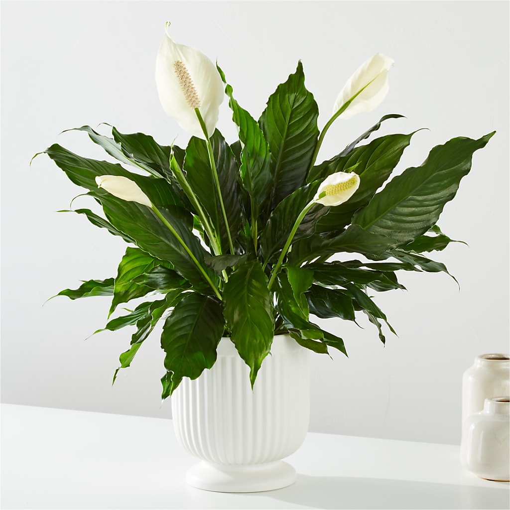 Comfort Planter –  Ruiz Creationz Llc, Miami FL