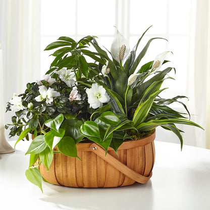 Serene Dishgarden –  Ruiz Creationz Llc, Miami FL