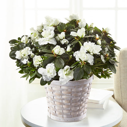 White Azalea Plant –  Ruiz Creationz Llc, Miami FL