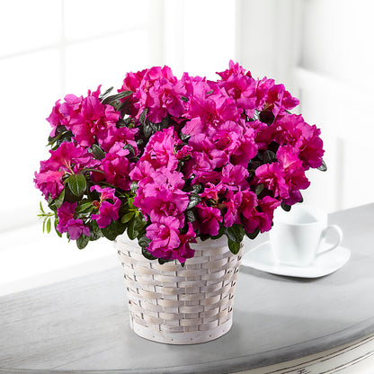 Hope & Serenity Azalea Plant –  Ruiz Creationz Llc, Miami FL
