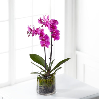 Pink Orchid Plant –  Ruiz Creationz Llc, Miami FL
