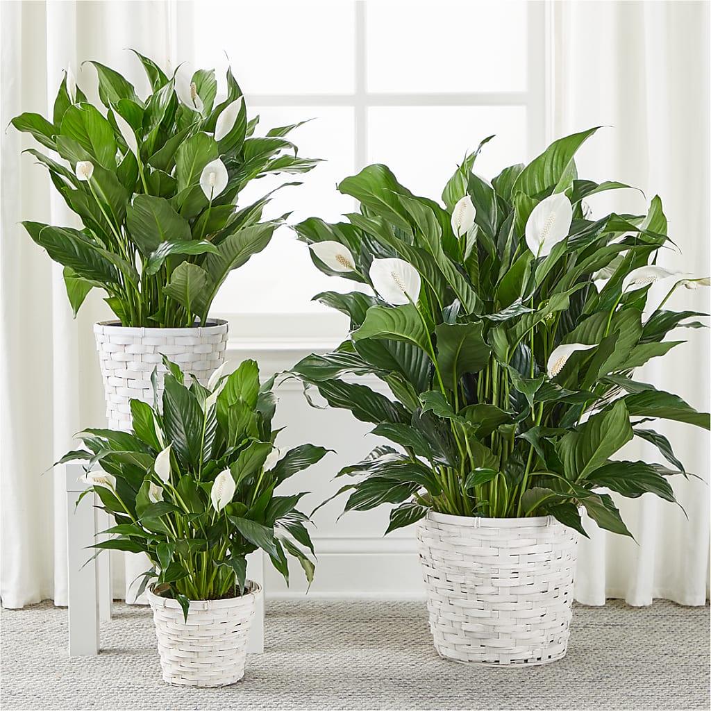 A New Leaf Peace Lily –  Ruiz Creationz Llc, Miami FL