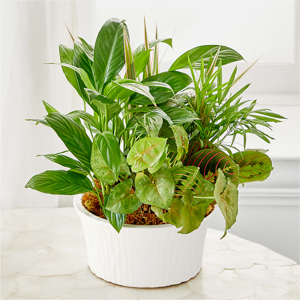 Balance & Harmony Dishgarden –  Ruiz Creationz Llc, Miami FL