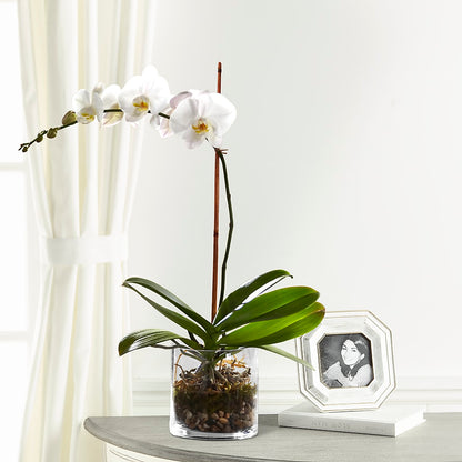 White Orchid Planter –  Ruiz Creationz Llc, Miami FL